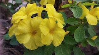 purna.info.np в LOOKY. . Hello guys