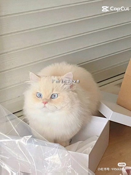 m_iko2006 в LOOKY. . Kitten 🐾