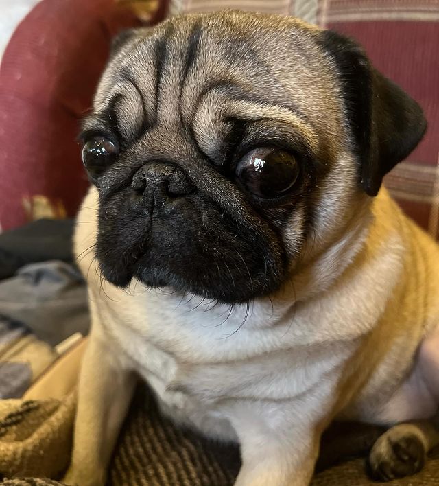 alethepug в LOOKY. . Давненько меня тут н...