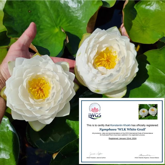 waterlilia.ru в LOOKY. #нимфеи,#кувшинки,#водныелилии,#пруды,#ландшафтныйдизайн,#водоем,#водоемы,#пруднадаче,#дача,#nymphaea,#prud,#vodoem,#кувшинка,#kuvshinki,#kuvshinka,#prudnik,#дачныйпруд,#дачныйпрудик,#нимфеицветут,#купитьни. Зарегистрировал в IW...