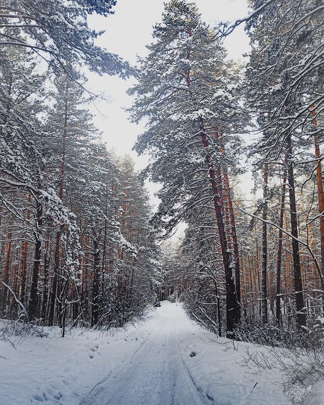 bella_ai_miei_occhi в LOOKY. #winter,#forest,#snow,#sky,#nature,#naturephotography,#naturelovers,#bhfyp,#like,#follow,#followers. #winter #forest #sno...
