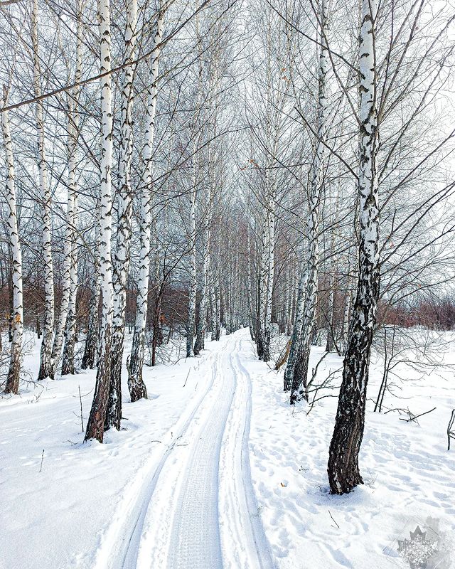 bella_ai_miei_occhi в LOOKY. #winter,#forest,#snow,#sky,#nature,#naturephotography,#naturelovers,#bhfyp,#like,#follow,#followers. #winter #forest #sno...