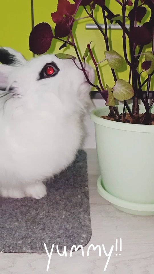 zefirka_bunny в LOOKY. #bunny#rabbit#animals#cute#cuterabbit#bunnylove#rabbitlife#cutebunny#pet#instabunny#bunnyoftheday#pet#rabbitlove#🐰#fluffy#bunlife#bunniesoftheworld#bunnieofinstagram#bunnyaccount#zefirka_bunny,#crazy#rabbitstagram#bunnylover#kawaii#yummy#petlover#crazybunny,#pets#rabbitlover#crazyrabbit#кролик. Пушистой попе Зефирк...