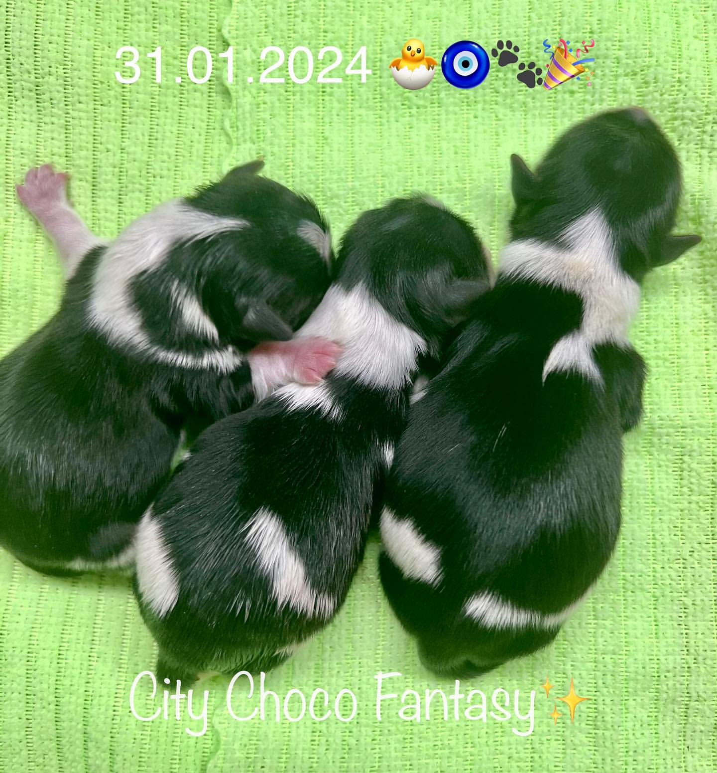 kennel_city_choco_fantasy в LOOKY — фото 2