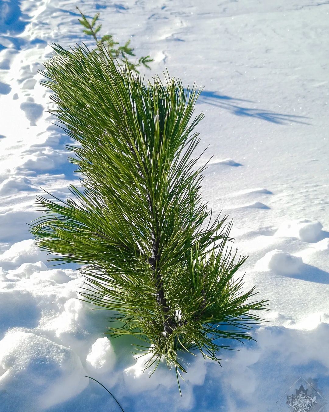 #winter #forest #snow #sky #nature #naturephotography #naturelovers #bhfyp #like #follow #followers