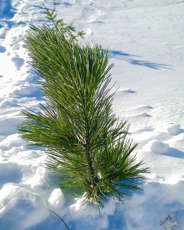bella_ai_miei_occhi в LOOKY. #winter,#forest,#snow,#sky,#nature,#naturephotography,#naturelovers,#bhfyp,#like,#follow,#followers. #winter #forest #sno...