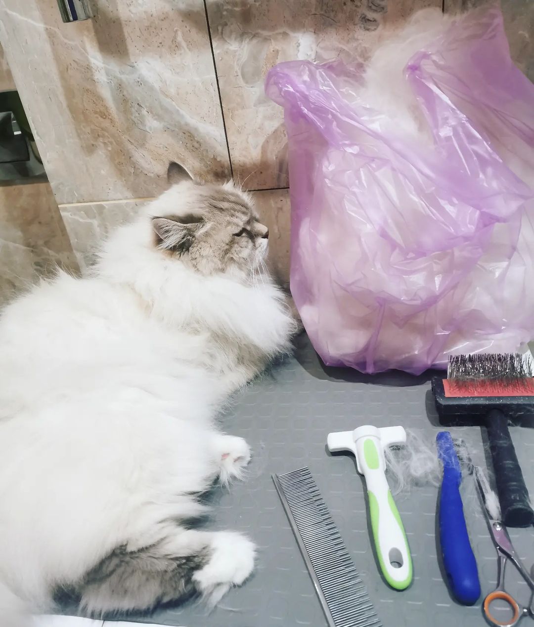 mycatgrooming in LOOKY. #грумингкошек,#грумингкошекмосква,#грумеркошекмосква,#грумерходякова,#МоёКошачьеДело,#невскаямаскарадная. А ведь ещё январь......