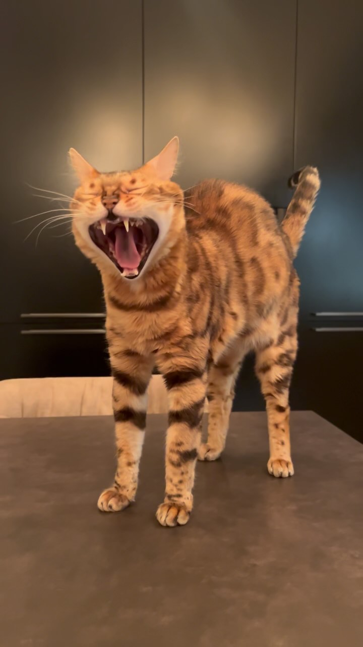 hunter.bengalcat в LOOKY. . null