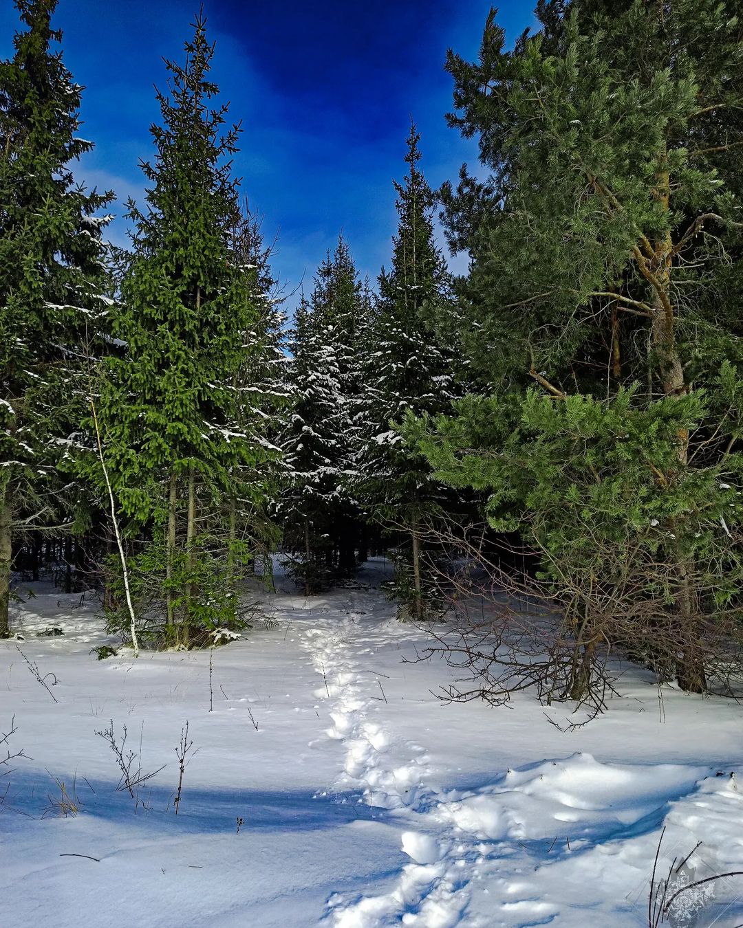 #winter #forest #snow #sky #nature #naturephotography #naturelovers #bhfyp #like #follow #followers