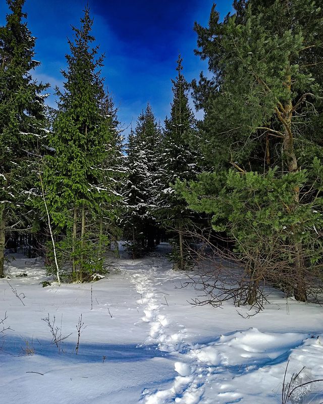 bella_ai_miei_occhi в LOOKY. #winter,#forest,#snow,#sky,#nature,#naturephotography,#naturelovers,#bhfyp,#like,#follow,#followers. #winter #forest #sno...