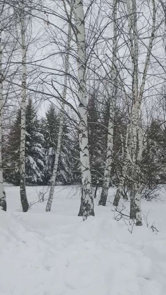 bella_ai_miei_occhi в LOOKY. #winter,#snow,#nature,#naturelovers,#snowfall,#forest,#reels,#reelsinstagram,#follow,#followers,#like,#bhfyp. #winter #snow #natur...