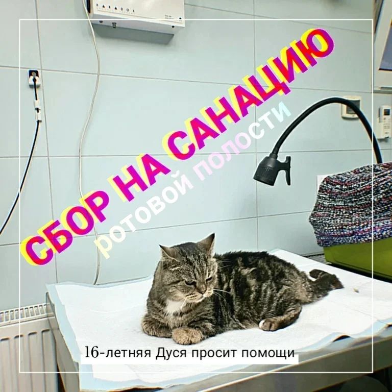 happypetsallworld в LOOKY — 16-летняя кошечка Дуся с шиномонтажки готовится к операции..