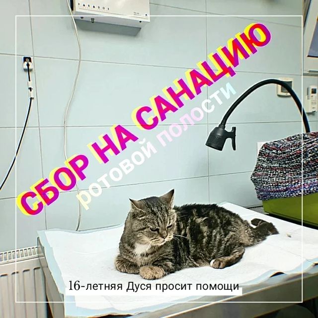 happypetsallworld в LOOKY. . 16-летняя кошечка Ду...