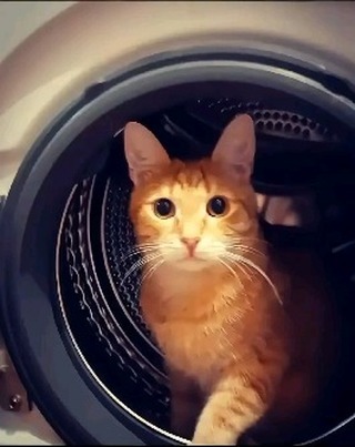 Misha Vorobjev  в LOOKY. #котпокличкебоб,#боб,#fyp,#fypシ,#fypage,#fypシ. Наш любимый кот. Ты ...
