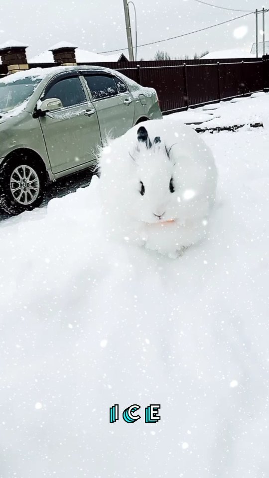 zefirka_bunny в LOOKY. #crazy#rabbitstagram#bunnylover#kawaii#bunnys#petlover#crazybunny,#pets#rabbitlover#icebaby#кролик. Зефирка у нас Ice ic...