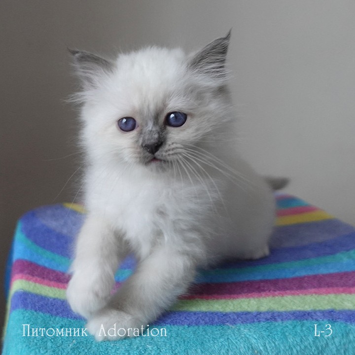 sacredbirman в LOOKY — фото 3