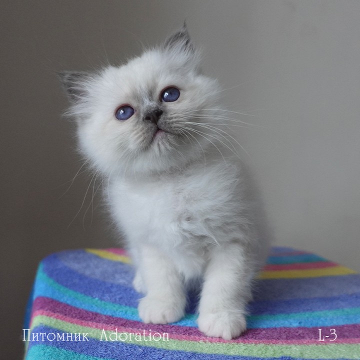 sacredbirman в LOOKY — фото 2