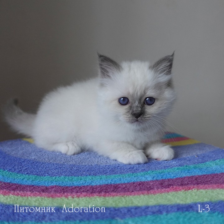 sacredbirman в LOOKY — фото 4