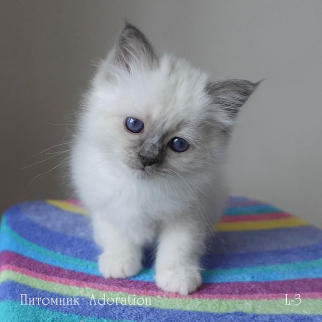 sacredbirman в LOOKY. #священнаябирма,#бирманскийкотенок. Мальчик #священнаяби...