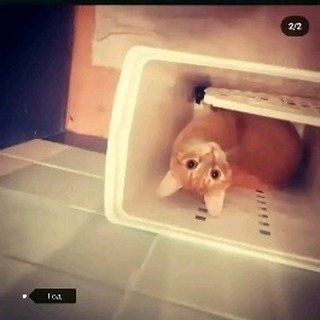 Misha Vorobjev  в LOOKY. #котпокличкеБоб,#самыйлюбимыйкот,#рекомендации,#рек,#рекомендую,#fyp,#fypage,#fypシ. #котпокличкеБоб #сам...
