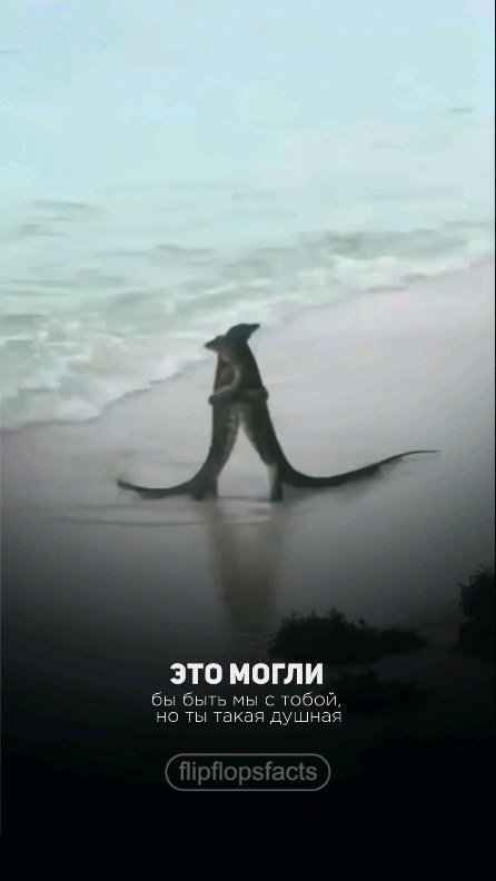 flipflopsfacts в LOOKY. #интересныефакты,#фактысовсегомира,#познавательно,#познавательное,#интересное,#познавательныефакты,#удивительныефакты,#удивительное,#удивительноерядом,#фактыосебе,#интересно,#фактывфото,#факты,#топовыефакты,#фактыистории,#полезныефакты,#полезное,#удивительныефакты,#удивительное,#фактыфото,#фактывфото,#интересныефакты,#интересное,#топ,#рек,#рекомендации. Подписывайся!
👉👉👉...
