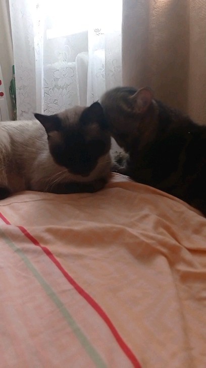 el0605ena в LOOKY. #котики,#британец,#сибирец,#сиамскаякоша,#хочувтоп,#хочуврек,#рнд,#2024. #котики #британец #с...