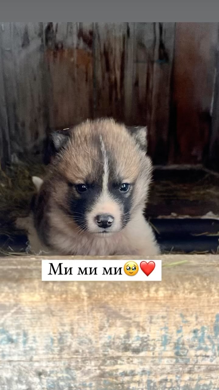 mrs.sutakova в LOOKY. . Барбос🐕 🥰