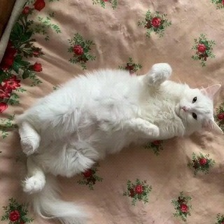 alenaageeva33 в LOOKY. . Как здорово, что Инс...