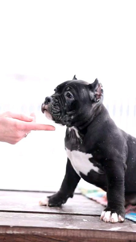antreabulls в LOOKY. #antreabulls,#антреабуллс,#americanbully,#bully,#американскийбулли,#булли,#собака,#купитьщенка,#питомникбулли,#булливроссии,#pet,#animals,#dog,#americanbullyGermany,#americanbullypuppy,#bullylovers,#instadog,#doglovers,#животные,#стафордширскийтерьер,#собакаулыбака,#дрессировкасобак,#собакадругчеловека. Потрясающий чёрный м...