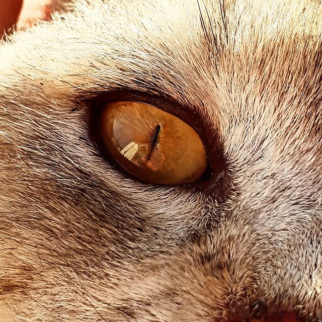 malikitton в LOOKY. . Eyes don't lie👀🤎🤎...