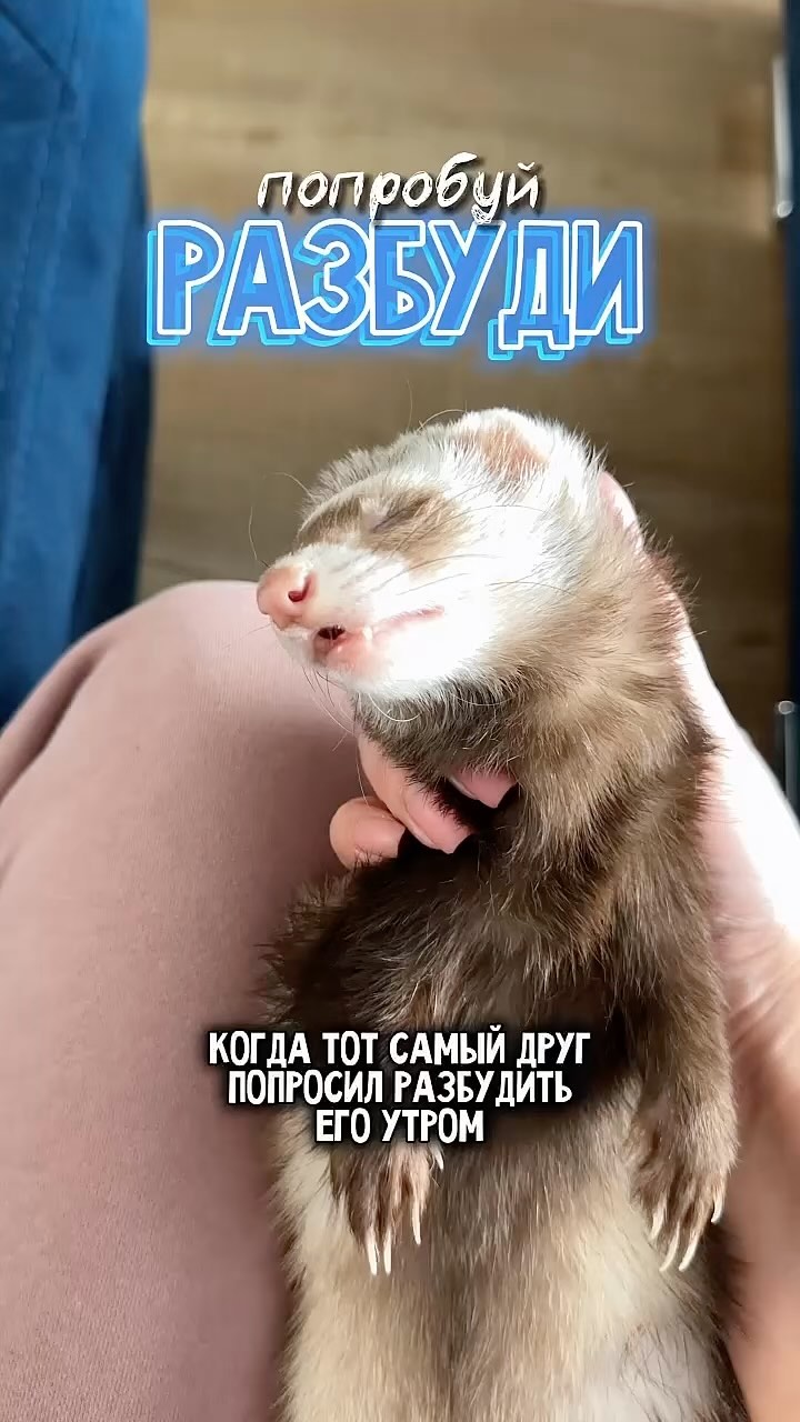gryzinenko в LOOKY. . Просто этот друг хор...