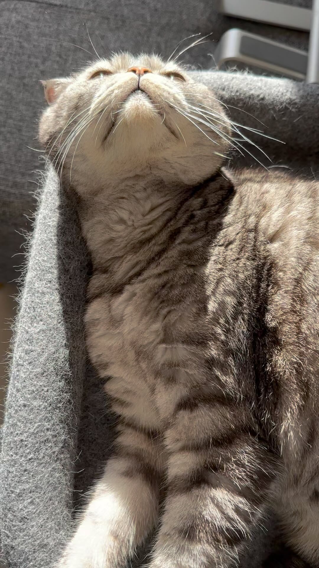famousniki in LOOKY. #famousniki,#когдатыкот,#никикот,#котблогер,#кот. Мысли кота😻 #famous...