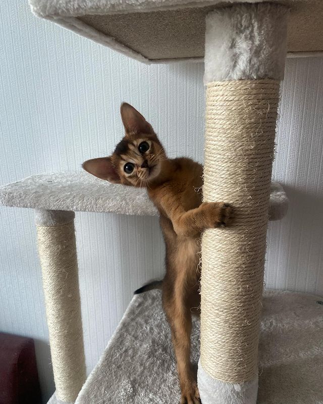golden_panther_louis в LOOKY. #абики,#абисинскаякошка,#котята,#лучшиекошки,#питомниккошек,#абиссинец,#коты,#котэ,#котики,#люблюнемогу,#котикиправятмиром,#abyssinian,#abyssiniancat,#abyssiniankitten,#kittensofinstagram,#catsofinstagram,#cats,#beauty,#top,#supercat,#bestcats,#wcf,#topcat#golden_panther_louis#koteykaclub. Azalia Wild Cinnamon...