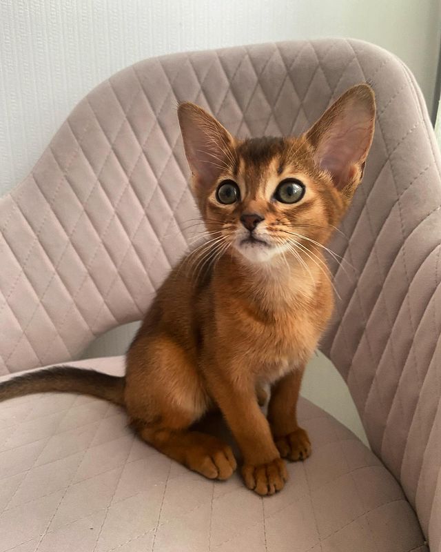 golden_panther_louis в LOOKY. #kittens#abiki#lovecat#like#abyssiniankitten#insta_kotiki#catlife#kittenlove#kitten#insta,#abyssinian#cats#abyssinians. Adeline Wild Cinnamo...