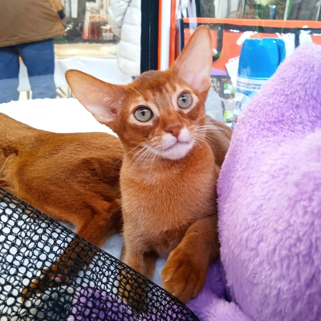 abyssinian_wildaby в LOOKY — фото 3