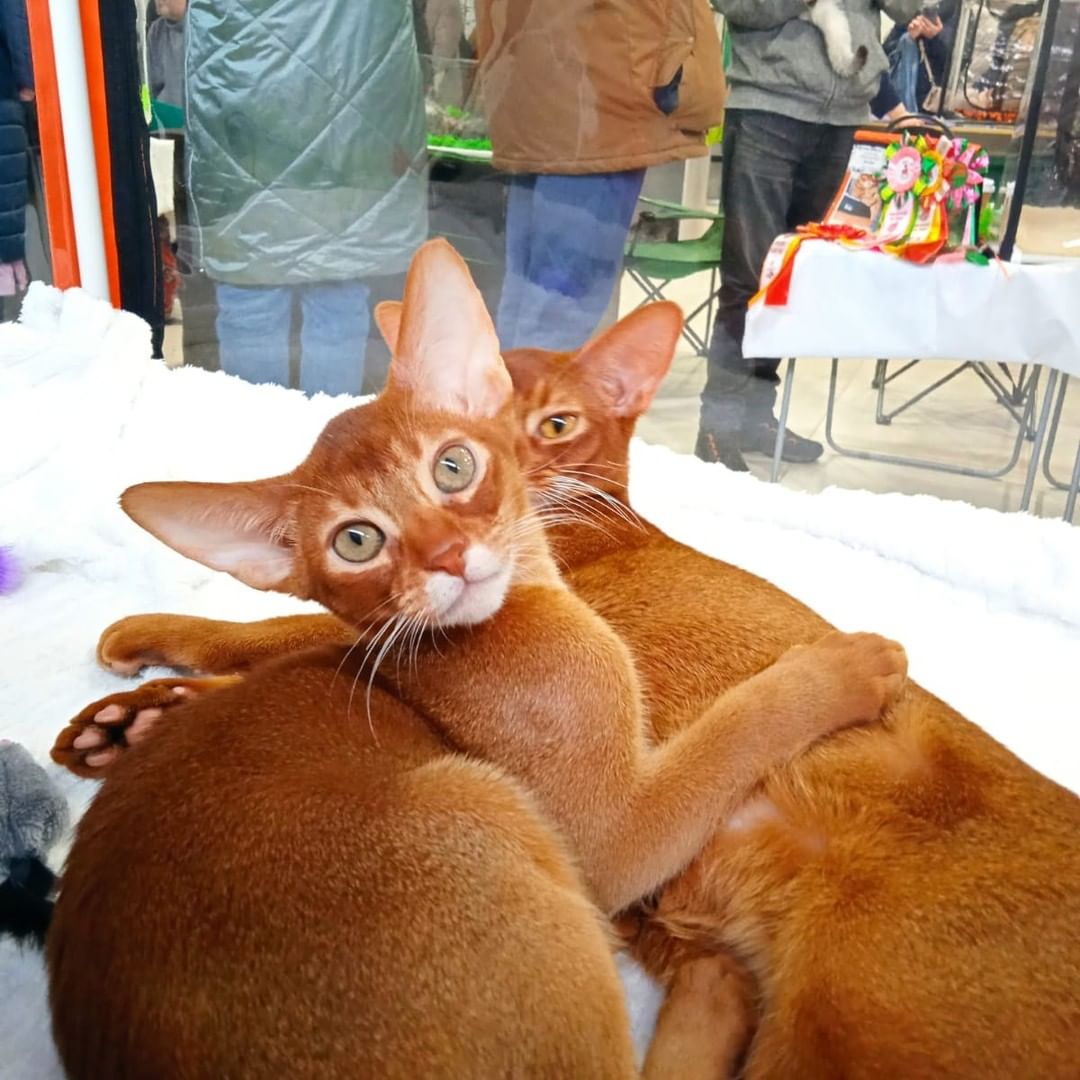 abyssinian_wildaby в LOOKY — фото 2