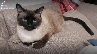 fat_cat_onelove в LOOKY. #кот,#котята,#коты. Бося! #кот #котята #...