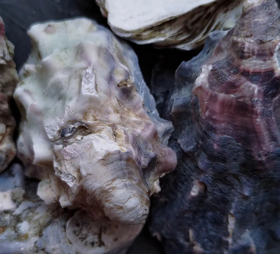 • BEGINNING •
Brooch 'Oyster • collection ONLY 

Today, without a standard photo of the stone before starting work, because I completely forgot to do it 😁
___

• НАЧАЛО •
Брошь 'Oyster • коллекция ONLY

Сегодня без стандартного фото камня до начала работы, так как совсем забыла это сделать 😁