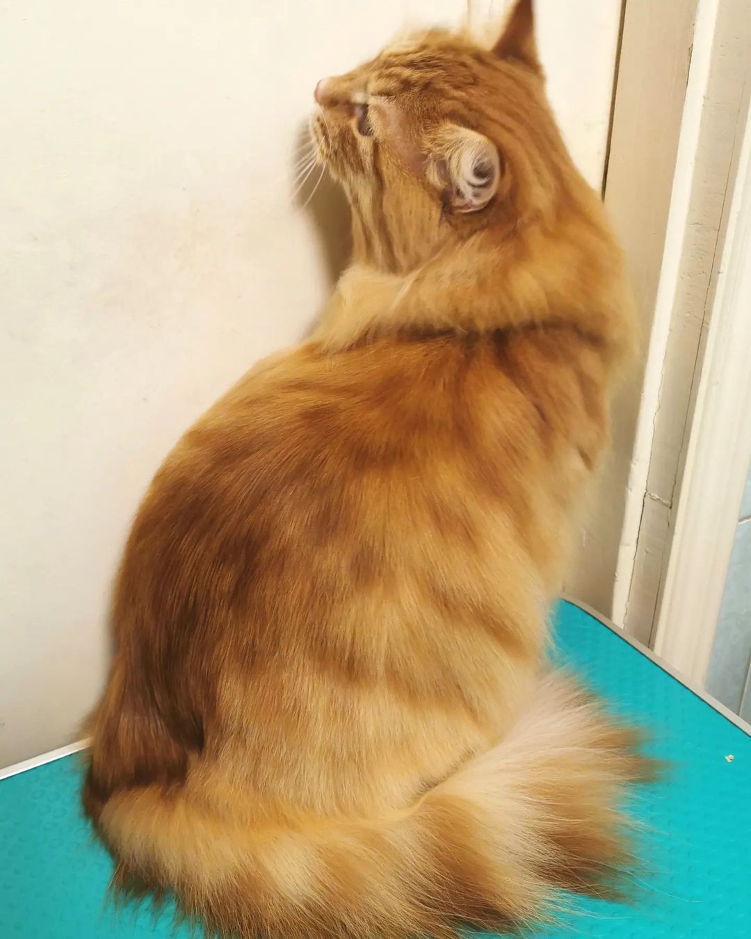 mycatgrooming in LOOKY. #кошачийгрумер,#грумингкошек,#колтуны,#рыжийкот,#уходзашерстьюкошек. Товарищ! Помни!
Мыть...
