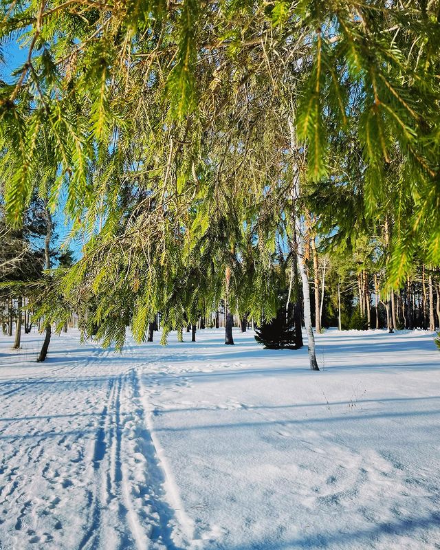 buyanovamaria в LOOKY. #russia,#winter,#sun,#forest,#sky,#love. Sunny winter forest ...