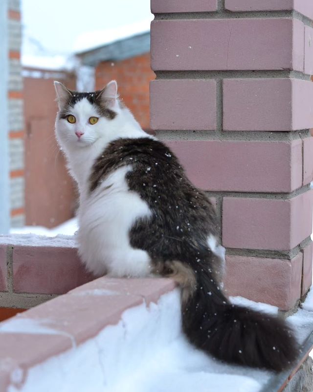 Куклы и Тедди в подарок in LOOKY. . Кот Мушка, найденный...