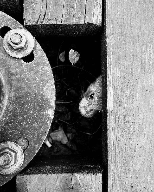 photoxonika в LOOKY. #naturephotography#animalsphotography#ecophotography#macrophotography#bwphotographer#macromood#positivityphotography#photoxonika#фотопрогулка#животныймир#чбфотография#фотокартины#хорек#макромир#живность. 👀Любопытство застав...