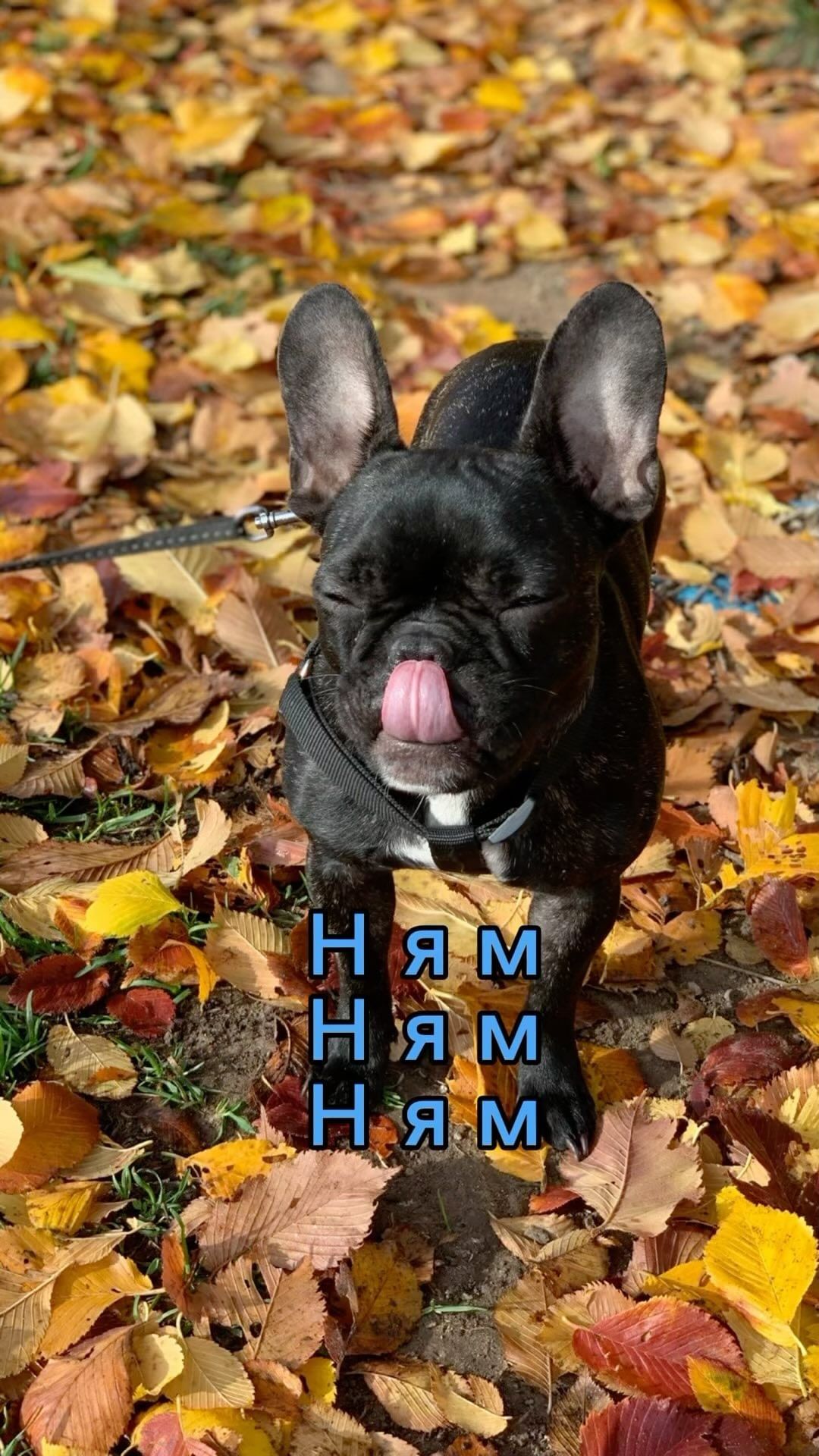 _bulldog__family_ в LOOKY. . Таблетки 💊 как конф...