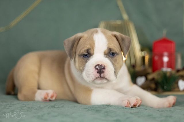 antreabulls в LOOKY. #antreabulls,#антреабуллс,#americanbully,#bully,#американскийбулли,#булли,#собака,#купитьщенка,#питомникбулли,#булливроссии,#pet,#animals,#dog,#americanbullyGermany,#americanbullypuppy,#bullylovers,#instadog,#doglovers,#животные,#стафордширскийтерьер,#собакаулыбака,#дрессировкасобак,#собакадругчеловека. Это чей такой потряс...