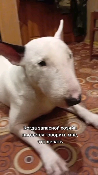 mrs_bulkins131219 в LOOKY. #bullterrier,#bullterriergeliet,#bullterriergroup. #bullterrier #bullte...