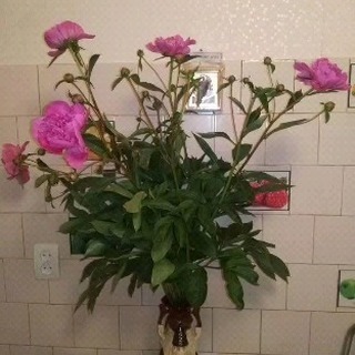 alenaageeva33 в LOOKY. . В очередной раз благ...