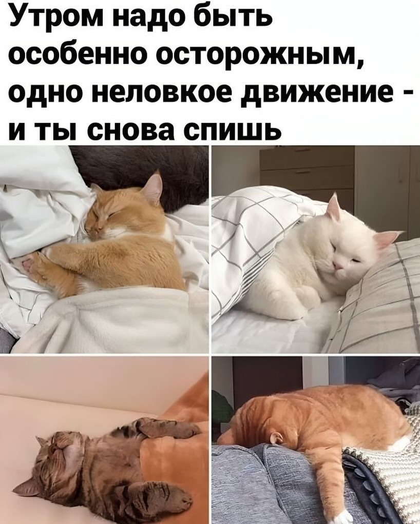 runes_whisper в LOOKY — Совет субботнего утра #суббота #утро #кот #лайфхак #совет #и