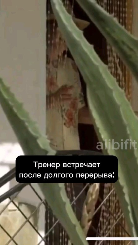 kapitansilver_ в LOOKY. . Мы всегда рады своим...