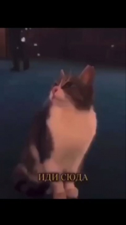 03n003 в LOOKY. . Также передаётся, чт...