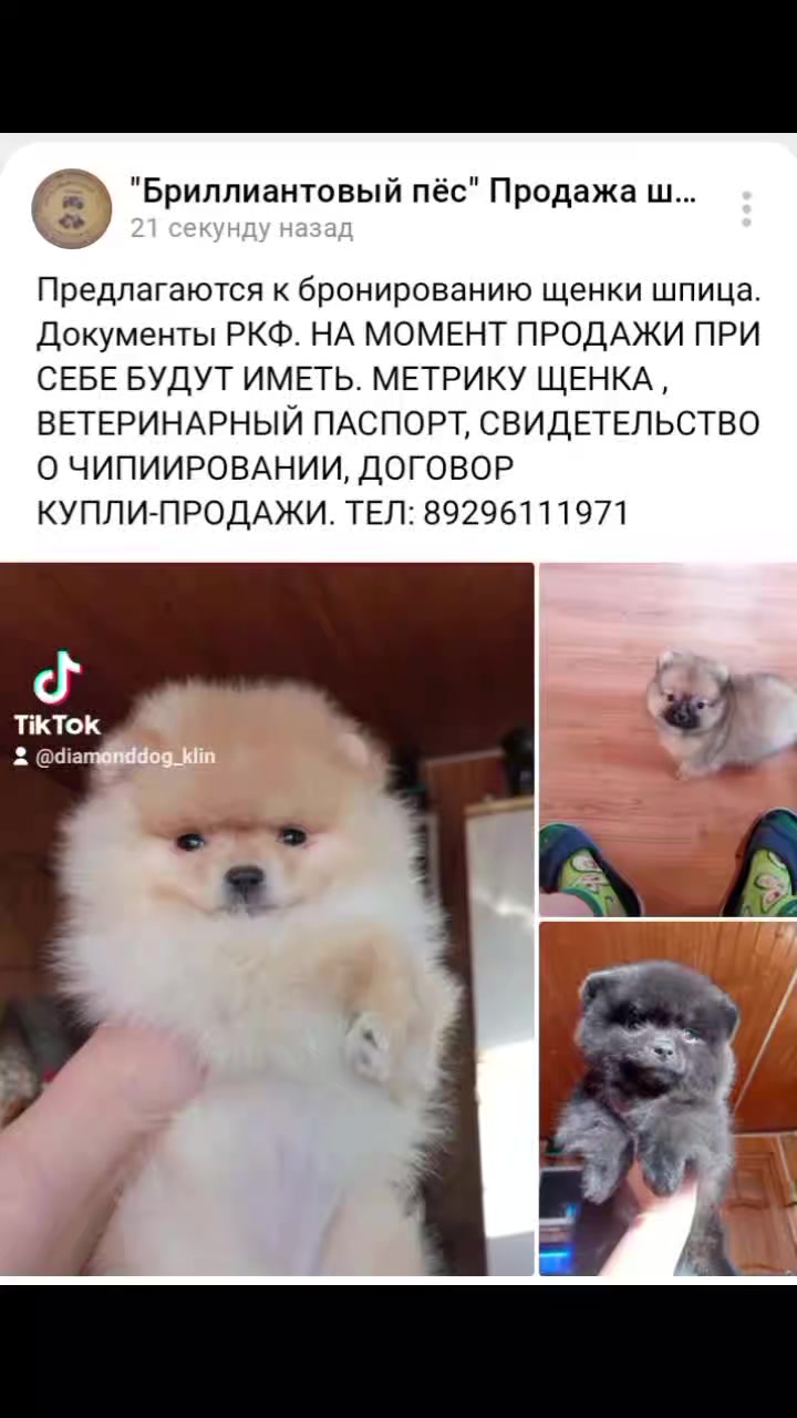 diamonddog_klin в LOOKY. . null